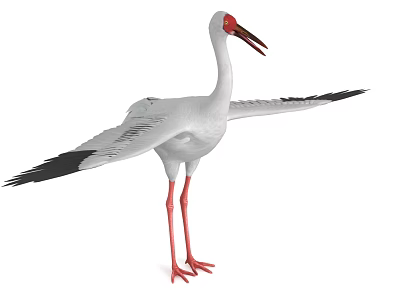 White Stork With White Feathers Red Beak Red Legs And Outstretched Wings 3d model