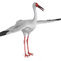 White Stork With White Feathers Red Beak Red Legs And Outstretched Wings