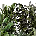 Diverse Shrubs and Tropical Green Plants with Lush Leafy Foliage in Garden