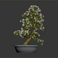 Bonsai Plant With White Flowers Green Leaves Exposed Roots In Light Gray Pot