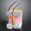 Medical Device Anatomical Skin Structure Model Displaying Layers Hair Follicles And Vessels