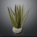 Long Leaf Green Houseplant In White Textured Round Pot On Dark Background