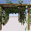 Wooden Pergola Covered With Green Vines And Purple Grapes In Garden