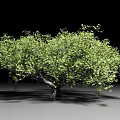 Lush Green Arbor With Dense Foliage And Sturdy Trunk On Gray Ground
