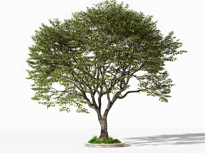 Lush Arbor Tree With Green Foliage Strong Trunk And Grass Base 3d model