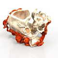 White And Orange Irregular Animal Coral Structure With Textured Design 3d model