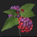 Vibrant Red and Purple Flower Clusters with Green Leaves on Dark Background