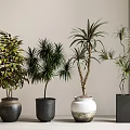 Lush Leafy Bonsai Plants In Ceramic Black White And Square Indoor Pots