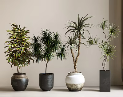 Lush Leafy Bonsai Plants In Ceramic Black White And Square Indoor Pots 3d model