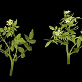 Fresh Edible Plants With Green Leaves And Small White Flowers For Cooking