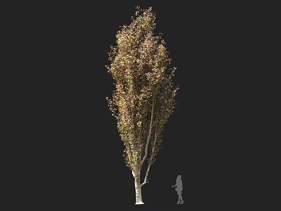 Tall Tree With Light Trunk And Golden Green Leaves Featuring Human Figure For Scale 3d model