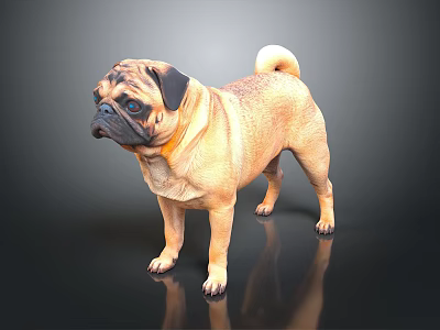 Adorable Light Brown Pug Standing on Dark Background with Shiny Reflection 3d model