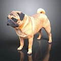 Adorable Light Brown Pug Standing on Dark Background with Shiny Reflection