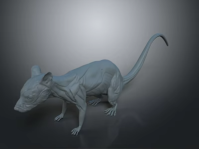 3D Rat Muscle Structure Model For Medical Device Development And Research 3d model