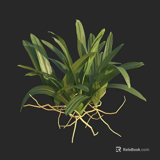 Green Leafy Plant with Lush Leaves and Yellow Roots for Indoor Natural Fresh 3d model 