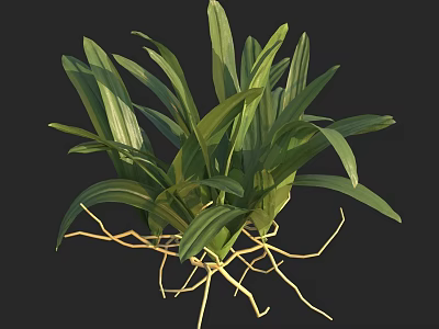 Green Leafy Plant with Lush Leaves and Yellow Roots for Indoor Natural Fresh 3d model