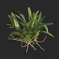 Green Leafy Plant with Lush Leaves and Yellow Roots for Indoor Natural Fresh
