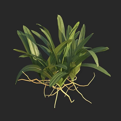 Green Leafy Plant with Lush Leaves and Yellow Roots for Indoor Natural Fresh 3d model
