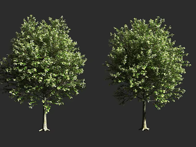 Two Lush Green Arbors With Dense Foliage And Slender Trunks 3d model