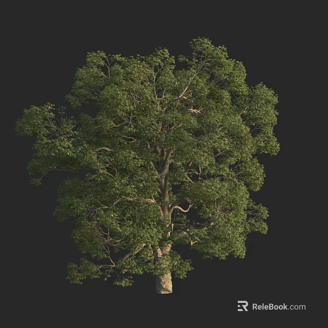 Tall Green Arbor Tree With Dense Foliage Full Branches And Thick Trunk 3d model 