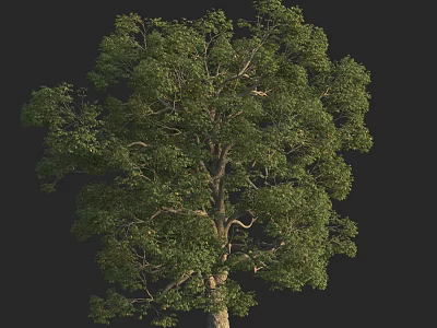 Tall Green Arbor Tree With Dense Foliage Full Branches And Thick Trunk 3d model