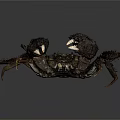 Black Crab Features Sharp Claws Fine Bristles And Segmented Legs