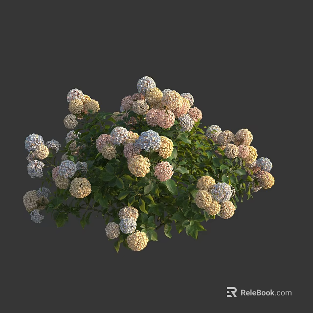 Lush Hydrangea Flowers in White Pink Purple Colors with Green Leaves and Bushy Bloom 3d model 