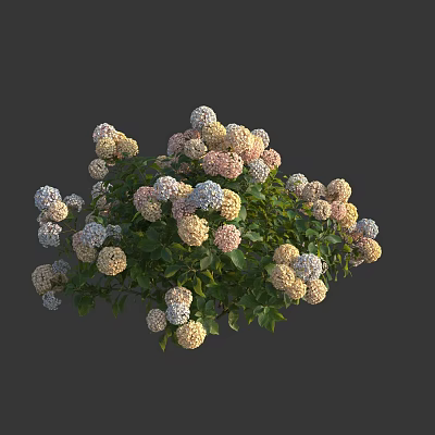 Lush Hydrangea Flowers in White Pink Purple Colors with Green Leaves and Bushy Bloom 3d model