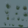 Various Naturally Growing Herbaceous Plants with Feathery White Plumes and Slender Leaves in Different Forms