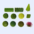 Different Types of Garden Shrubs with Round Conical Rectangular Shapes and Green Yellow Red Foliage