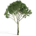 Lush Arbor Tree With Dense Green Foliage And Strong Natural Trunk Structure 3d model