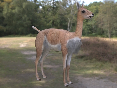 alpaca vicuna animal model