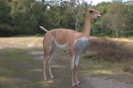 alpaca vicuna animal 3d model