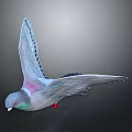 3D Pigeon Model With Spread Wings Gray Pink Green Feathers And Red Feet