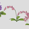 Purple And Pink Orchid Plants With Green Leaves Arranged In A Line