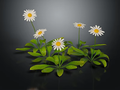 Fresh White Daisies with White Petals Yellow Centers and Green Leaves on Black Background 3d model