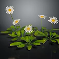Fresh White Daisies with White Petals Yellow Centers and Green Leaves on Black Background