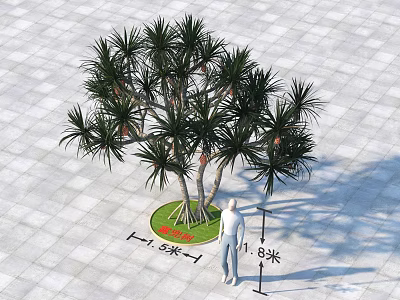Multi Trunk Arbor With Lush Foliage 1.5m And 1.8m Height On Paved Ground Human Scale 3d model