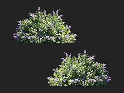 Lush Green Leaf Shrubs With Purple Flowers In Garden Landscape 3d model