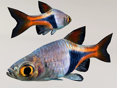 Two Vibrant Tropical Fish With Orange Black Silver Stripes Large Eyes And Shiny Scales 3d model