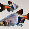 Two Vibrant Tropical Fish With Orange Black Silver Stripes Large Eyes And Shiny Scales