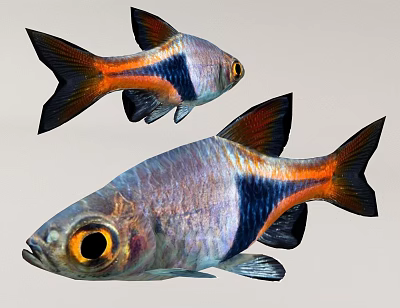 Two Vibrant Tropical Fish With Orange Black Silver Stripes Large Eyes And Shiny Scales 3d model