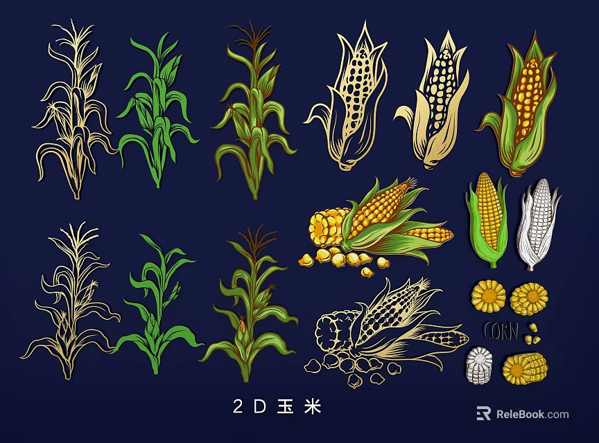 Detailed 2D Corn Illustrations Featuring Stalks Leaves Cobs and Kernels 3d model 
