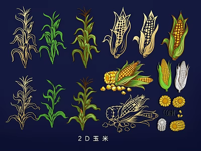 Detailed 2D Corn Illustrations Featuring Stalks Leaves Cobs and Kernels 3d model