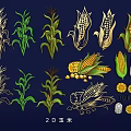 Detailed 2D Corn Illustrations Featuring Stalks Leaves Cobs and Kernels
