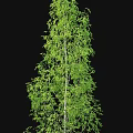 Tall Slender Birch Trees With White Trunks And Fresh Green Leaves