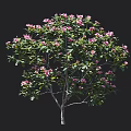 Lush Flowering Tree With Pink Flowers And Green Leaves In Full Bloom