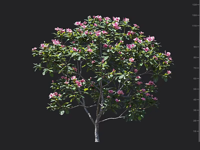 Lush Flowering Tree With Pink Flowers And Green Leaves In Full Bloom 3d model