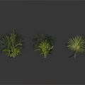 Diverse Collection of Various Plants Including Palm Trees Ferns and Leafy Greens on White Background