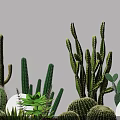 Various Types of Succulent Plants Arranged Against White Background with Different Shapes and Sizes